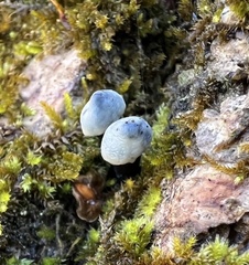 Holwayaceae