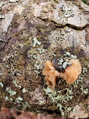 Exidia thuretiana