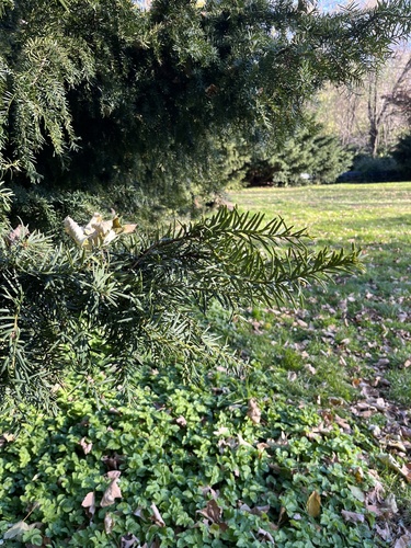 Taxus cuspidata iNat (2)
