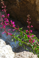 Penstemon clevelandii clevelandii