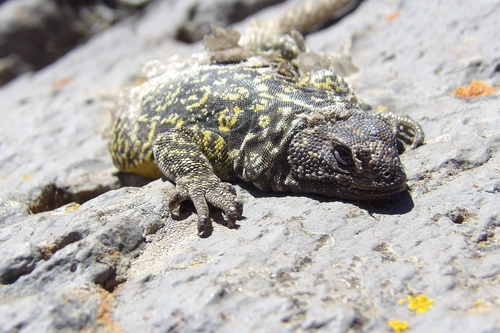 Neuquén Chuckwalla, Phymaturus querque