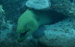 Gymnothorax funebris