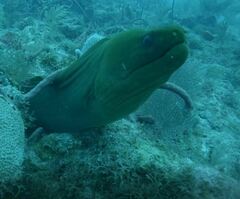 Gymnothorax funebris