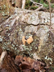 Exidia thuretiana