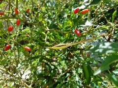 Oxybelis potosiensis