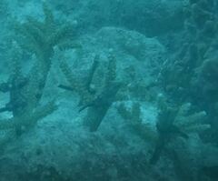 Acropora cervicornis