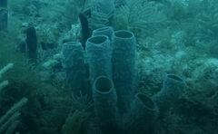 Callyspongia aculeata