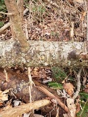 Exidia thuretiana