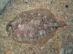 Zeugopterus punctatus