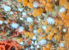 Actinothoe sphyrodeta