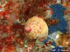 Calliostoma zizyphinum