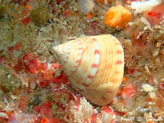 Calliostoma zizyphinum