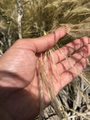 Pappostipa chrysophylla