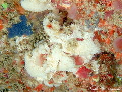 Clathrina coriacea
