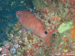 Ctenolabrus rupestris