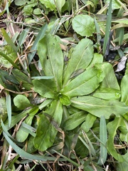 Gamochaeta americana