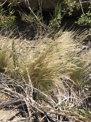 Pappostipa chrysophylla