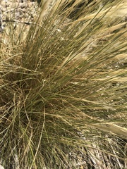 Pappostipa chrysophylla