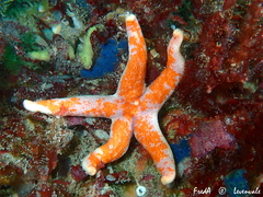 Henricia oculata
