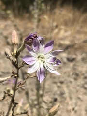 Malesherbia linearifolia