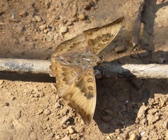 Euthalia aconthea meridionalis