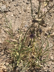 Malesherbia linearifolia