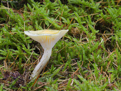Hygrophorus lucorum