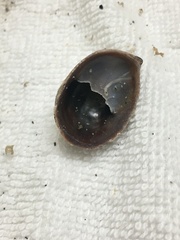 Crepidula adunca