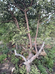 Vangueria parvifolia