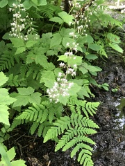 Tiarella