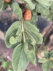 Vangueria parvifolia
