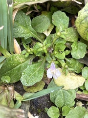 Mazus pumilus