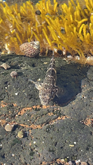 Mauligobius maderensis