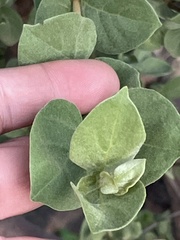 Vangueria parvifolia