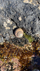 Trochoidea