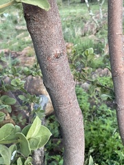 Vangueria parvifolia