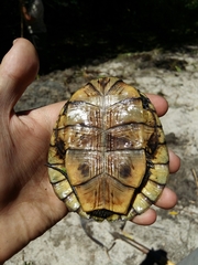 Actinemys marmorata pallida