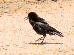 Corvus capensis capensis