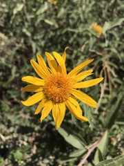 Aldama revoluta