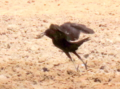 Corvus capensis capensis