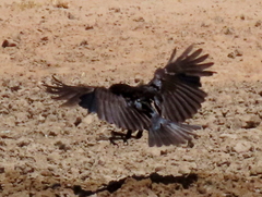 Corvus capensis capensis