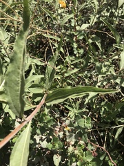 Aldama revoluta