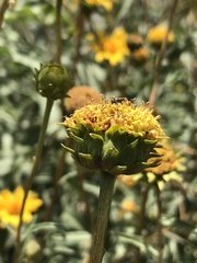 Aldama revoluta