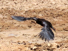 Corvus capensis capensis