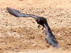 Corvus capensis capensis