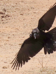 Corvus capensis capensis