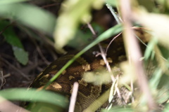 Python natalensis