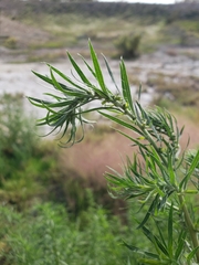 Bassia scoparia