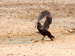 Corvus capensis capensis
