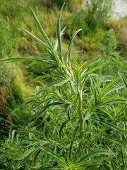Bassia scoparia
